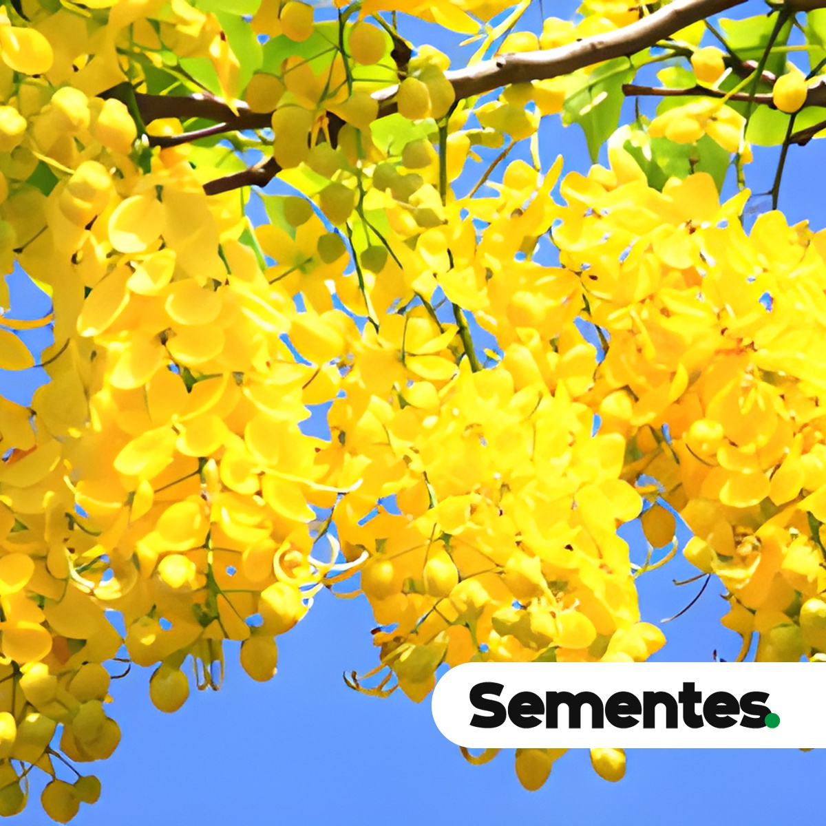 Sementes de Spachea lactescens