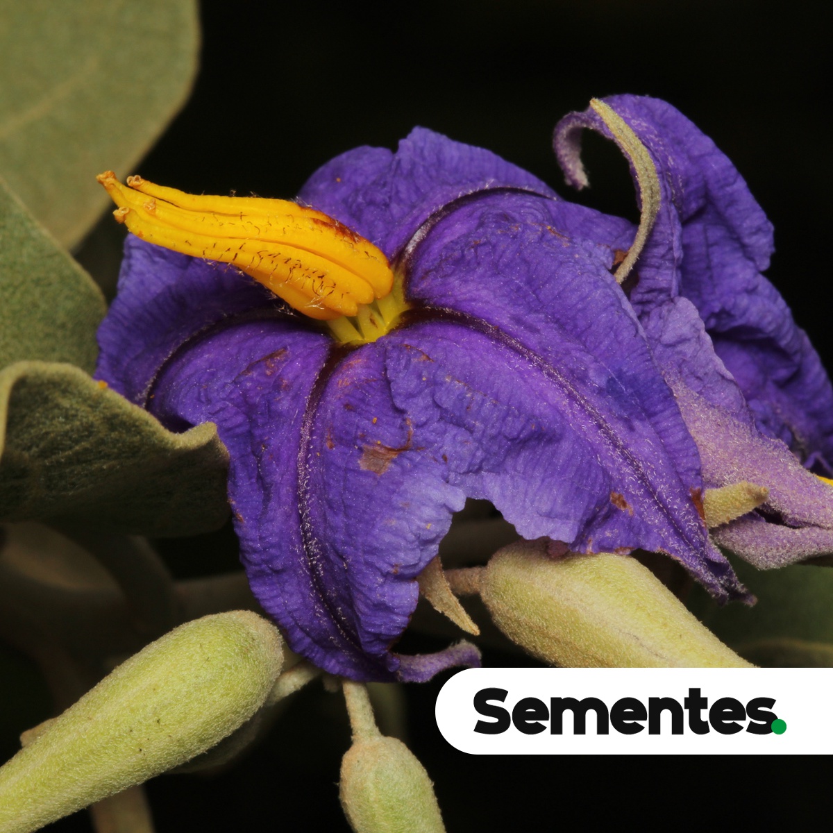 Solanum lycocarpum A.St.-Hil.