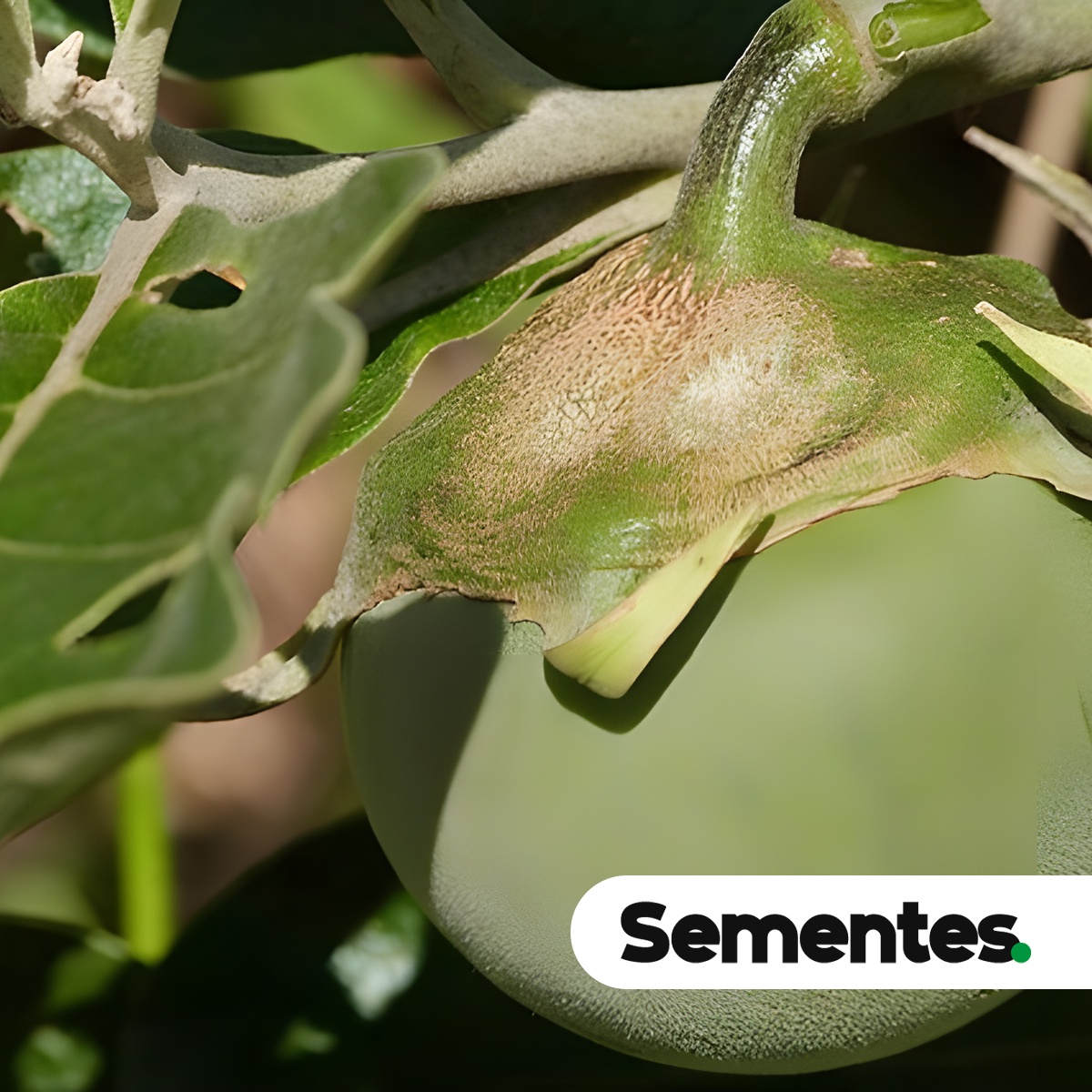 Solanum lycocarpum A.St.-Hil. 2