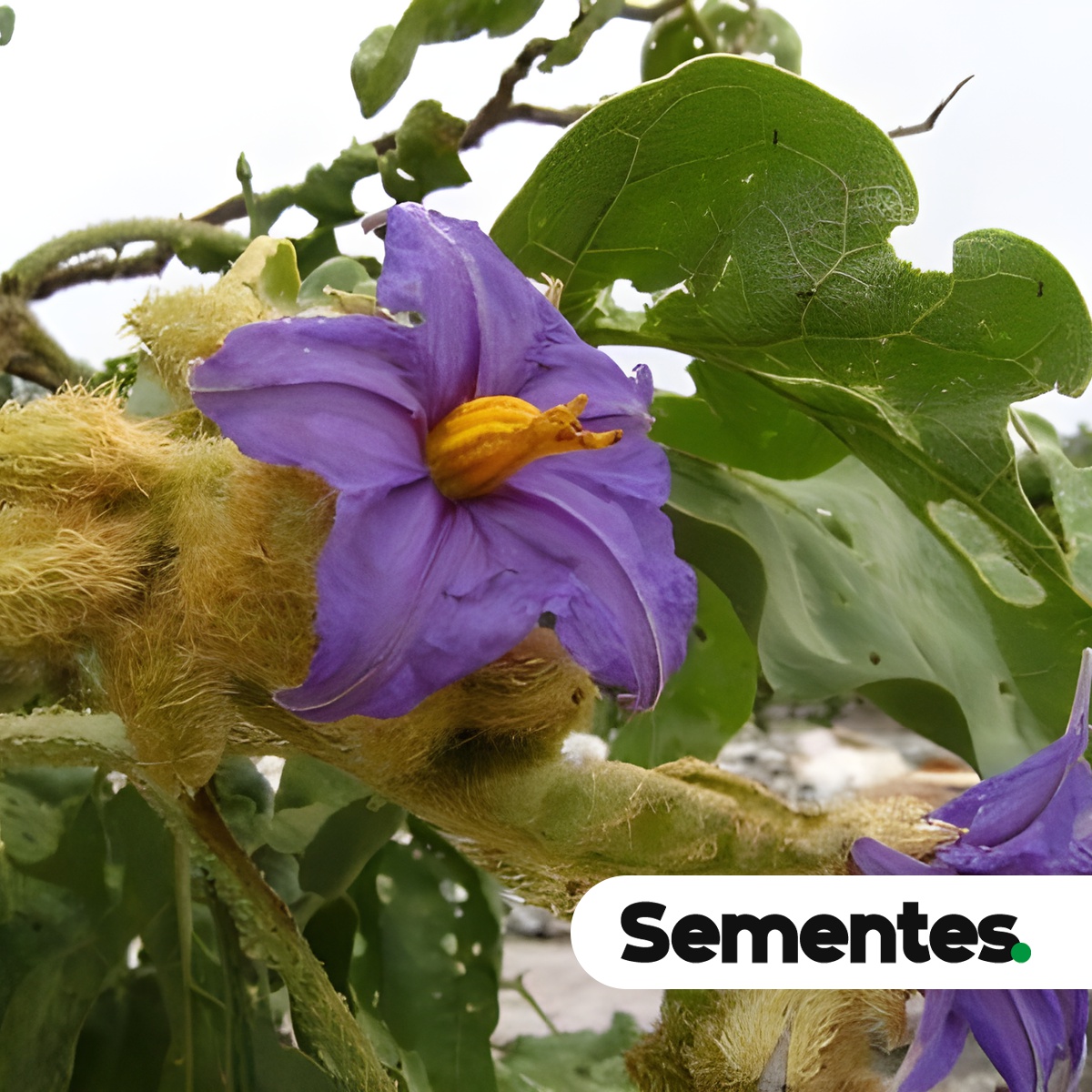 Solanum lycocarpum A.St.-Hil. 4