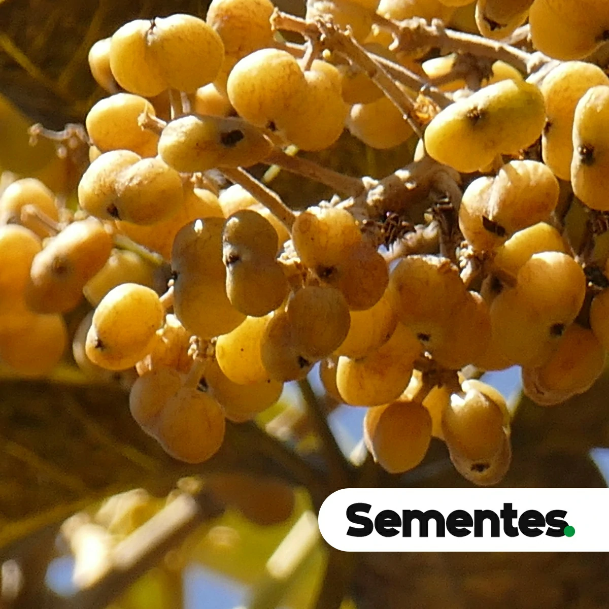 Didymopanax macrocarpus (Cham. & Schltdl.) Seem.