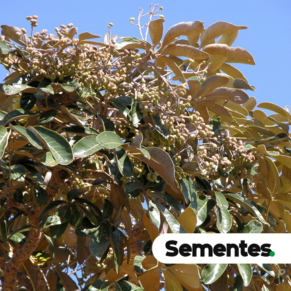 Didymopanax macrocarpus (Cham. & Schltdl.) Seem. 2