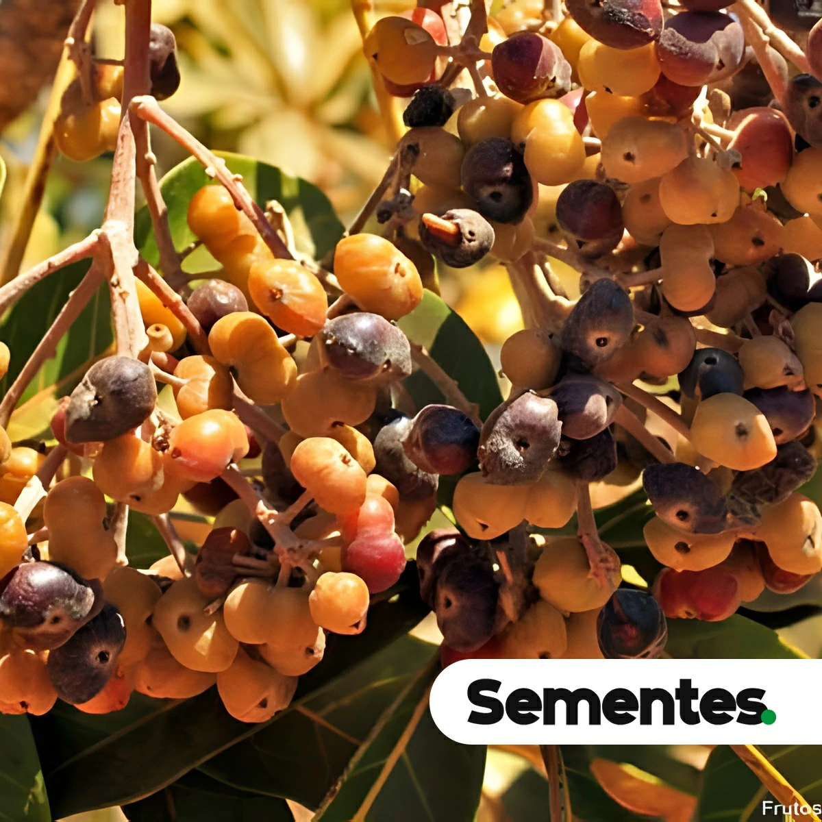 Didymopanax macrocarpus (Cham. & Schltdl.) Seem. 3