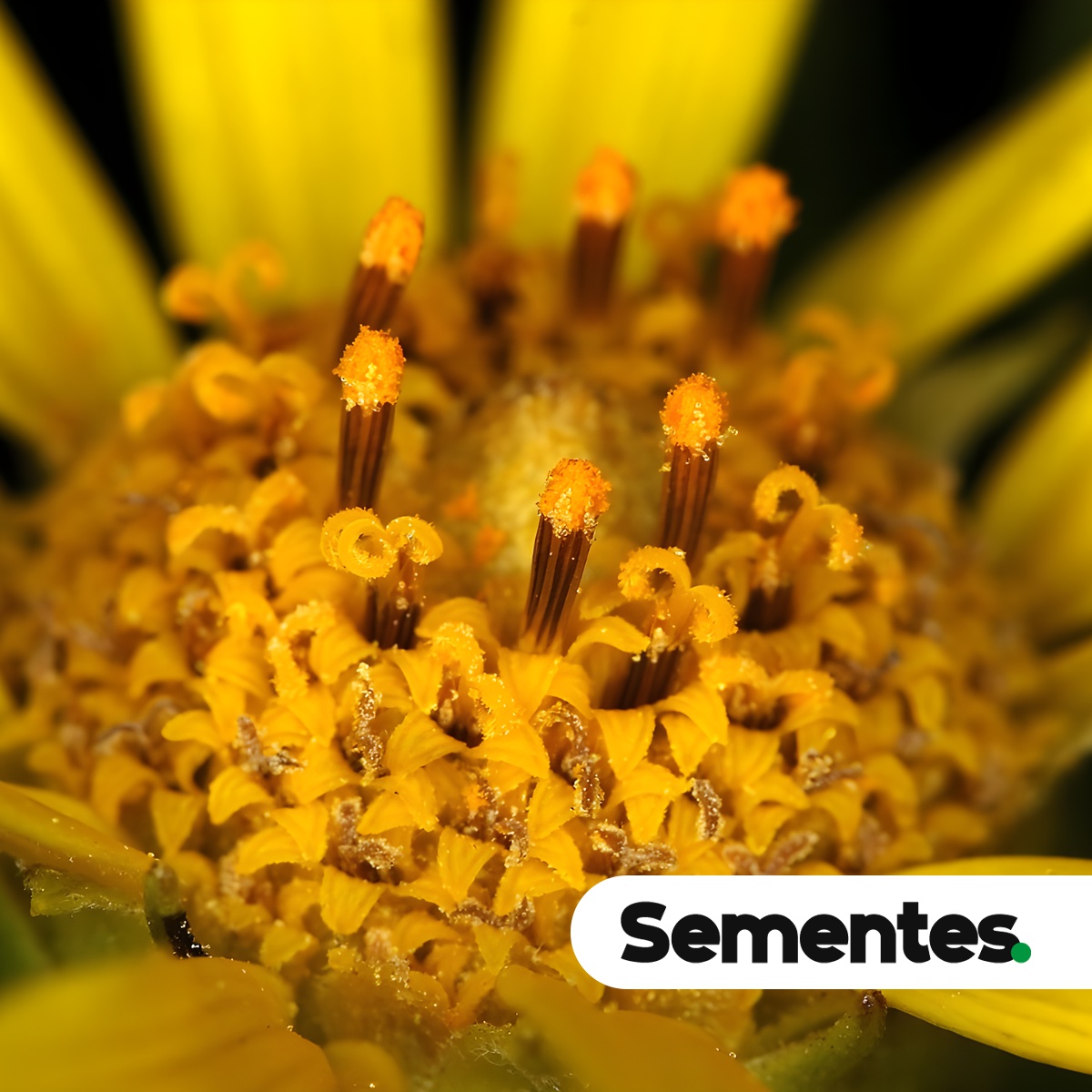 Sementes de Aldama bracteata