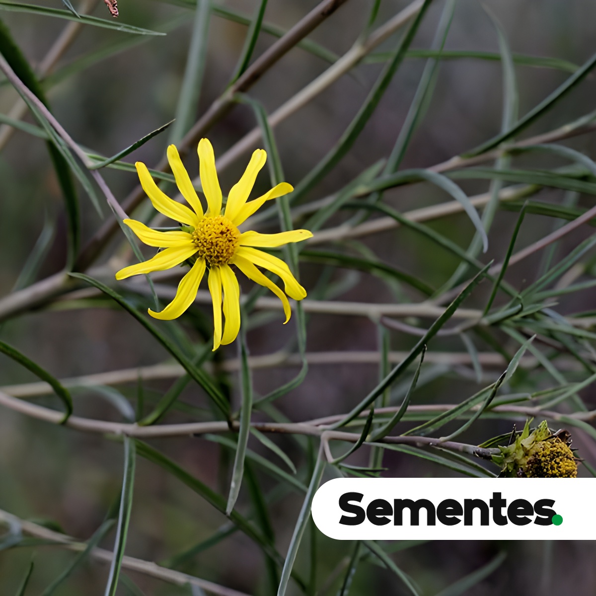 Aldama bracteata (Gardner) E.E.Schill. & Panero 3