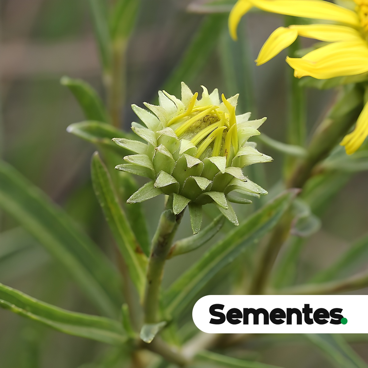 Aldama bracteata (Gardner) E.E.Schill. & Panero 4