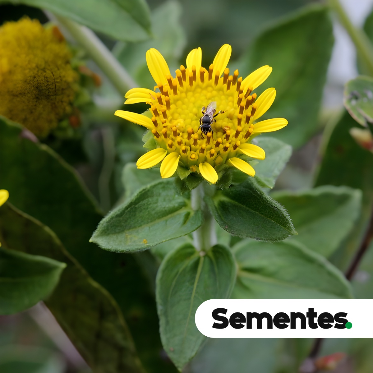 Sementes de Aldama robusta