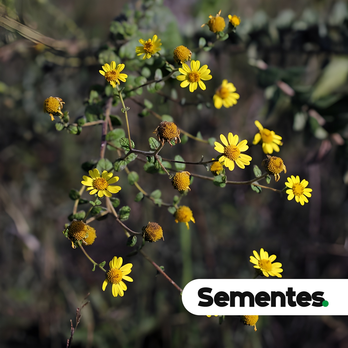 Aldama robusta (Gardner) E.E.Schill. & Panero 4