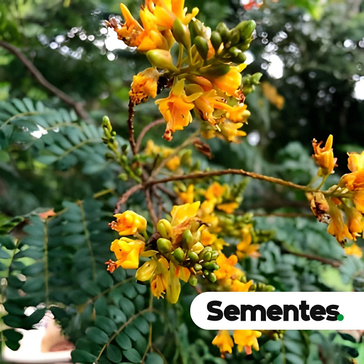 Dilodendron bipinnatum Radlk.