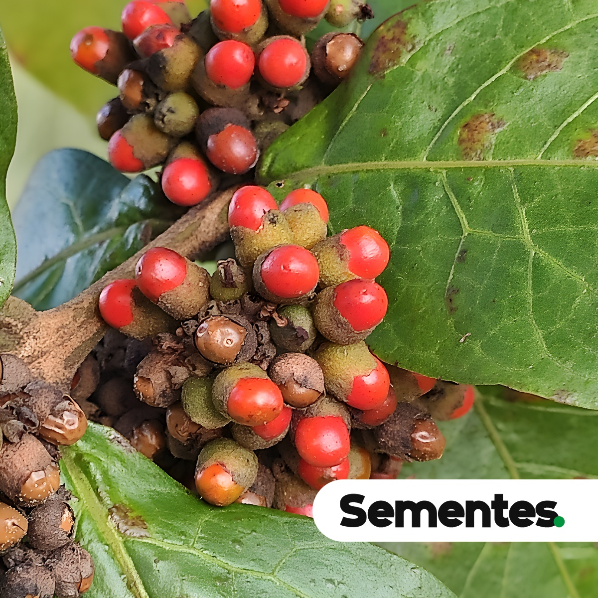 Sementes de Aegiphila verticillata