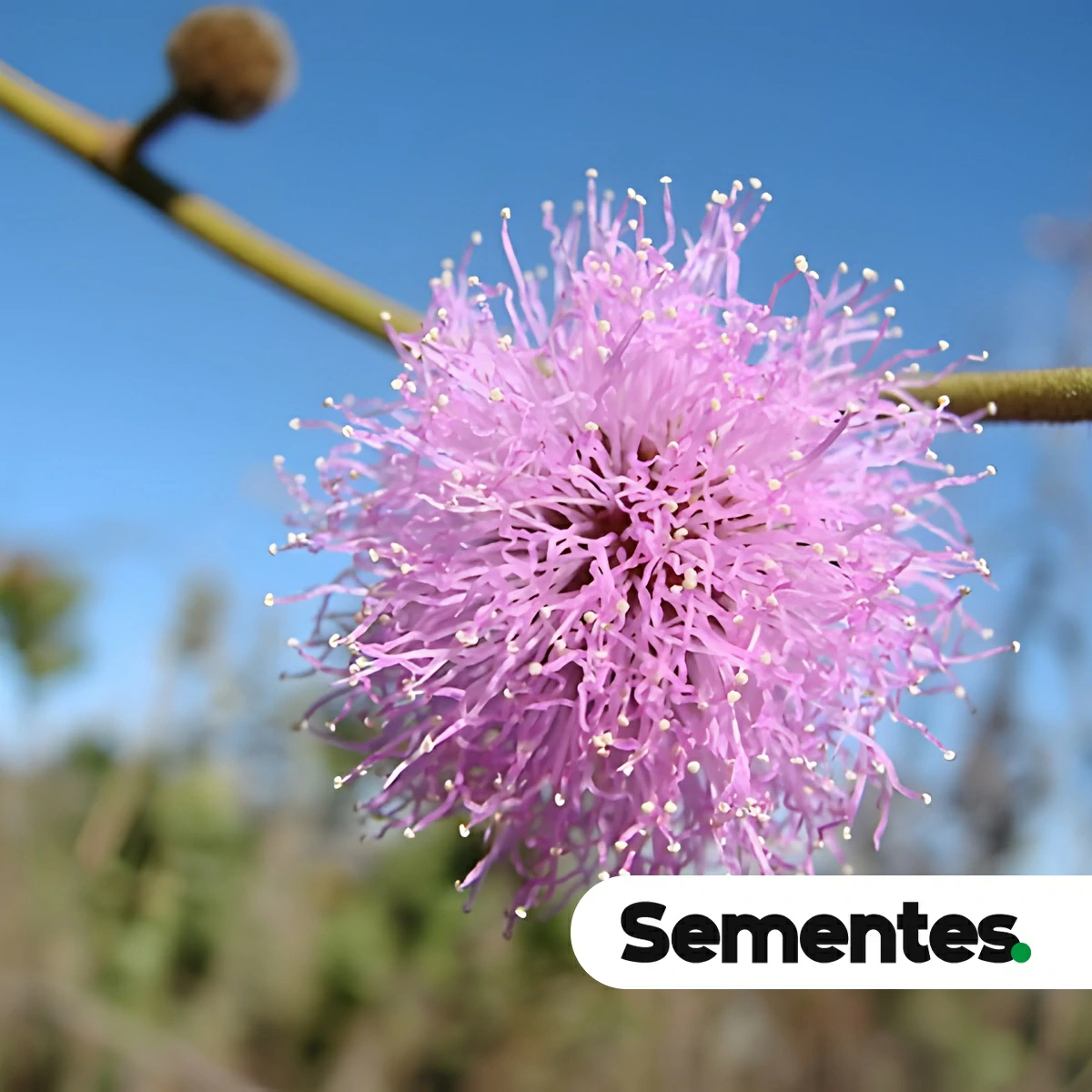 Mimosa claussenii Benth.