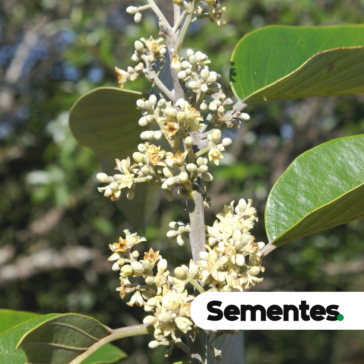 Emmotum nitens (Benth.) Miers