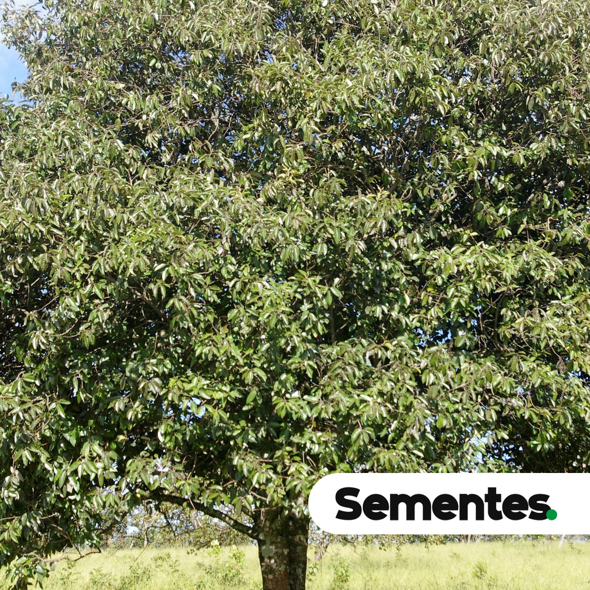 Emmotum nitens (Benth.) Miers 3