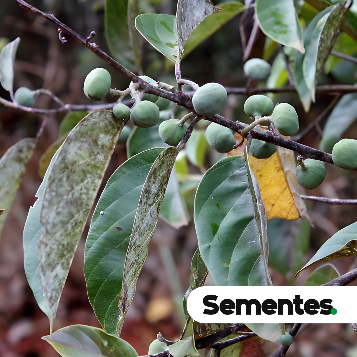 Emmotum nitens (Benth.) Miers 4