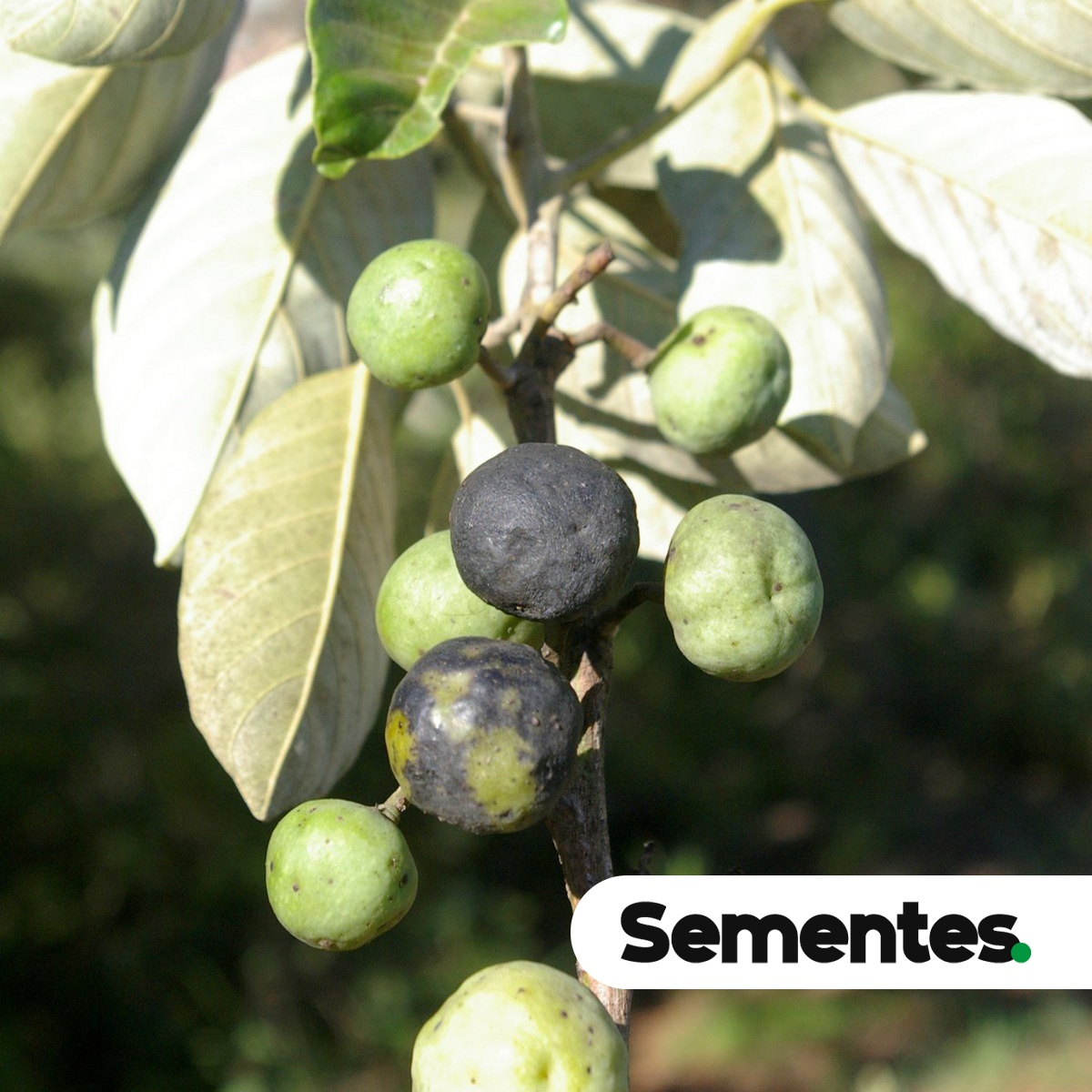 Emmotum nitens (Benth.) Miers 5