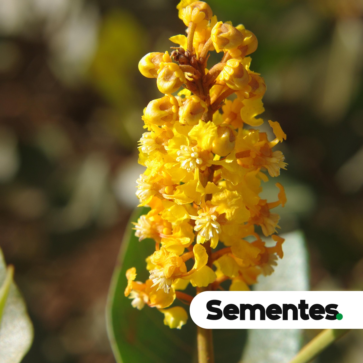 Byrsonima intermedia A.Juss. 5