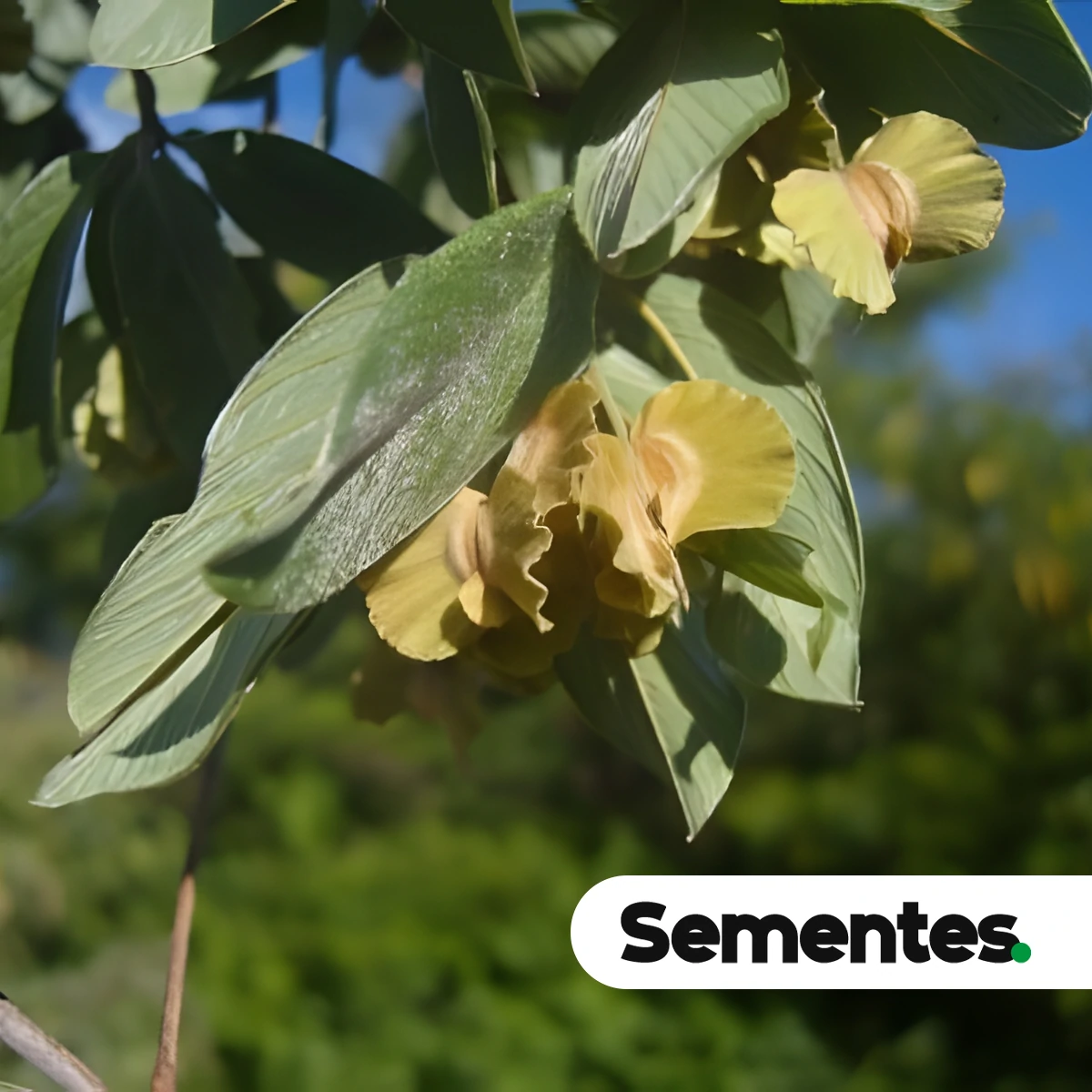 Sementes de pau-de-chapada