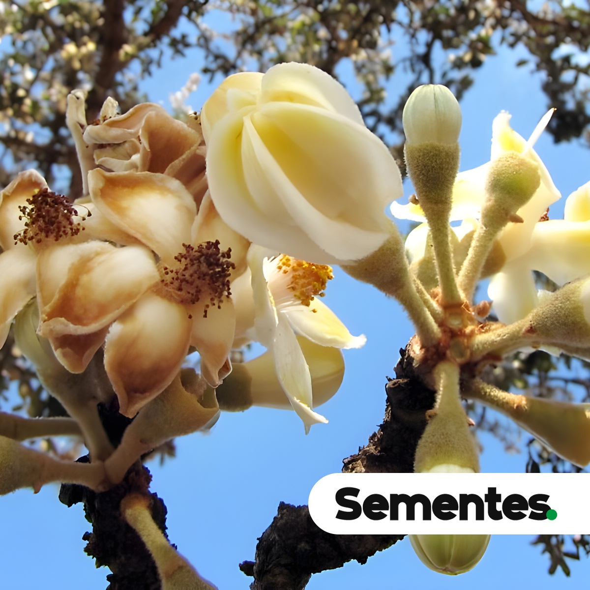 Sementes de colher-de-vaqueiro