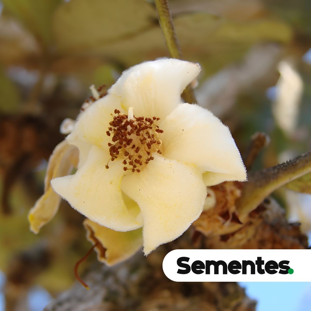 Eriotheca pubescens (Mart.) Schott & Endl. 2
