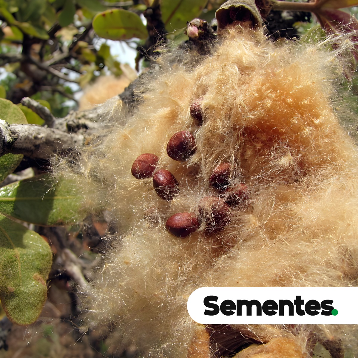 Eriotheca pubescens (Mart.) Schott & Endl. 5