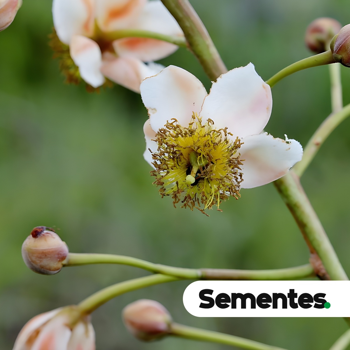 Sementes de bico-de-papagaio