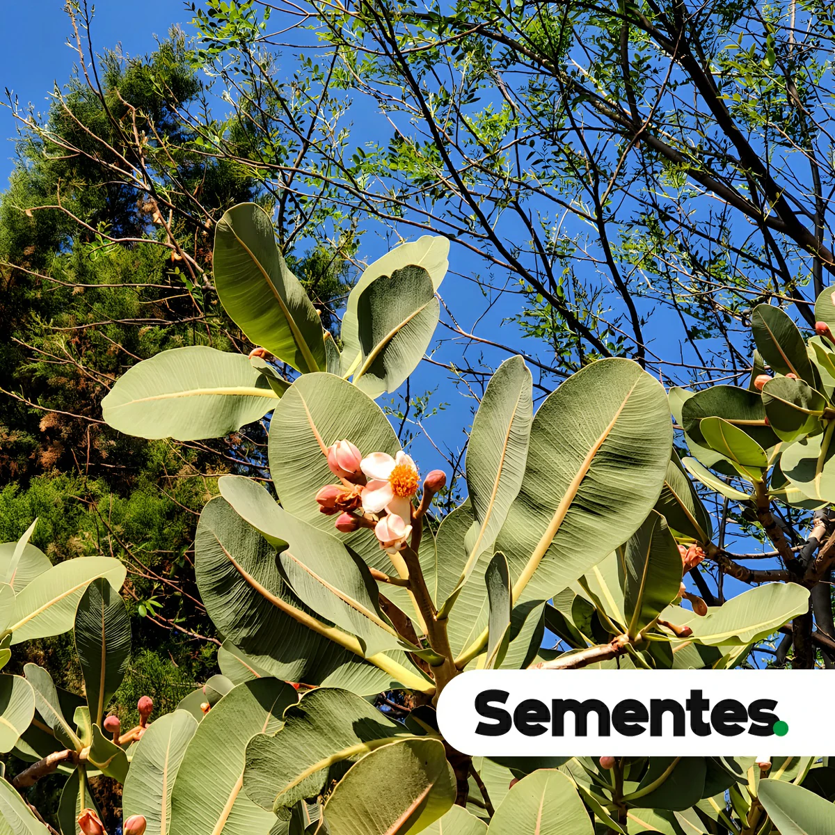 Kielmeyera speciosa A.St.-Hil. 3