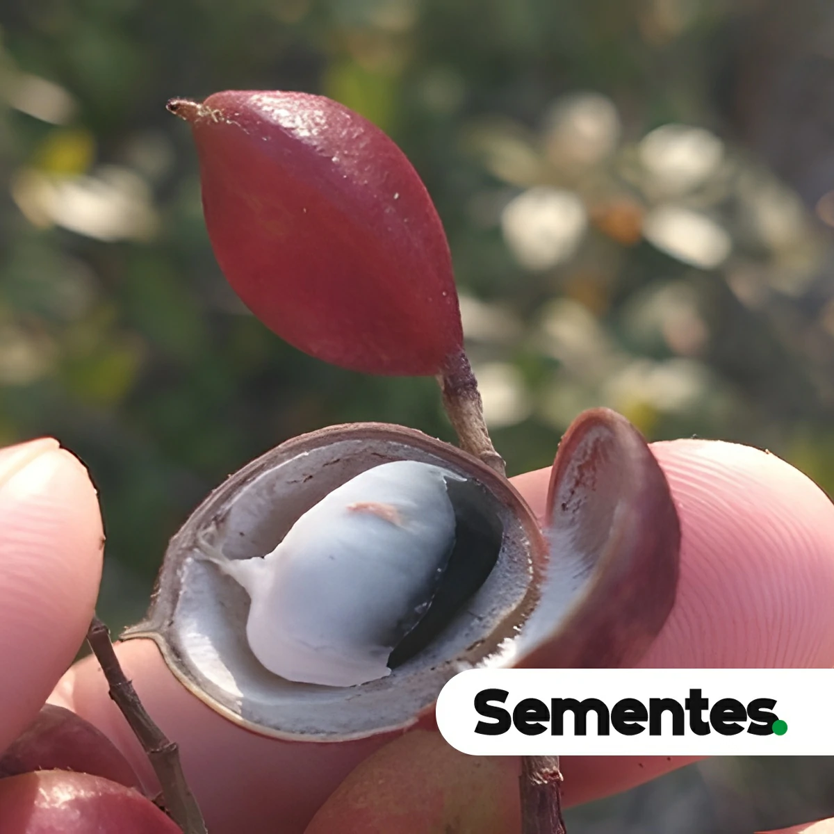 Sementes de Copaifera martii