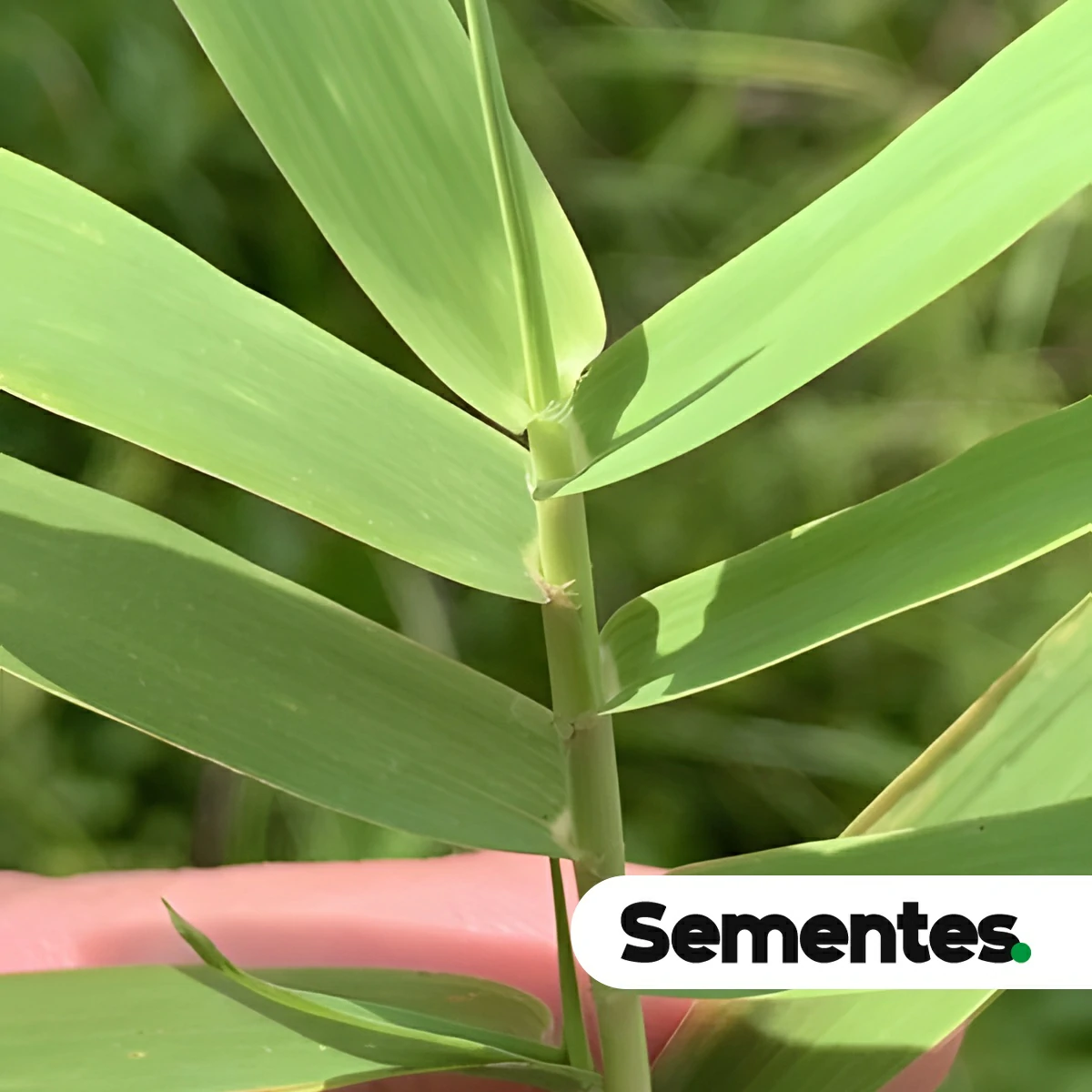 Sementes de Gymnopogon foliosus
