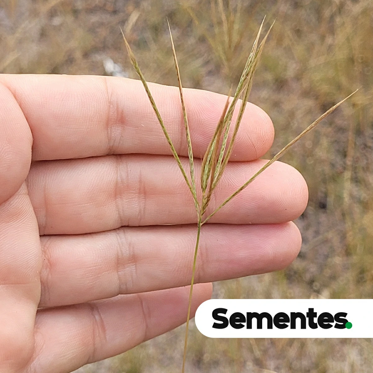 Gymnopogon foliosus (Willd.) Nees 2