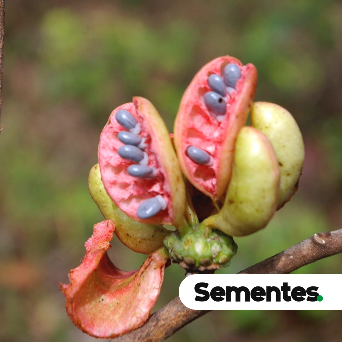 Sementes de bananinha