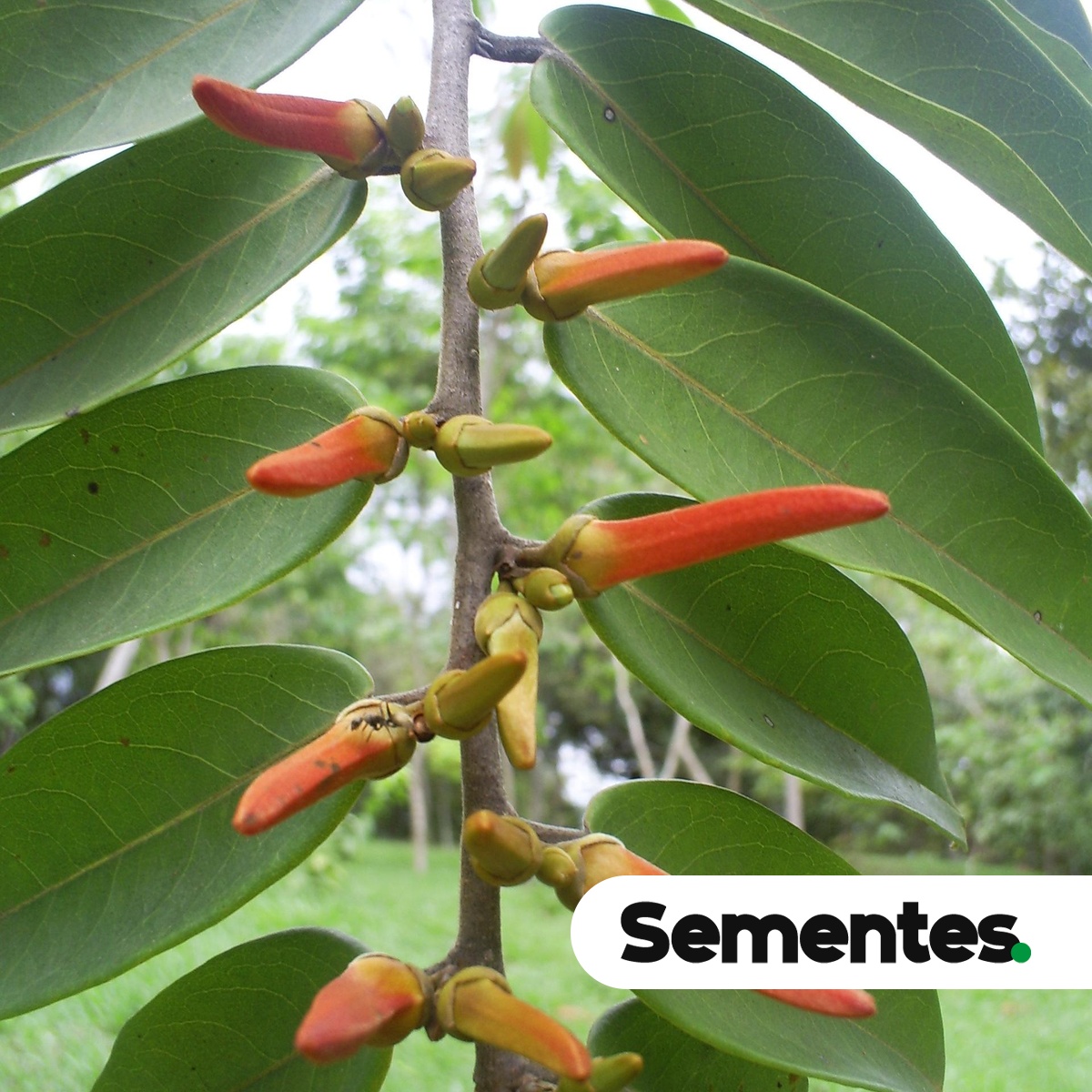 Xylopia aromatica (Lam.) Mart. 6