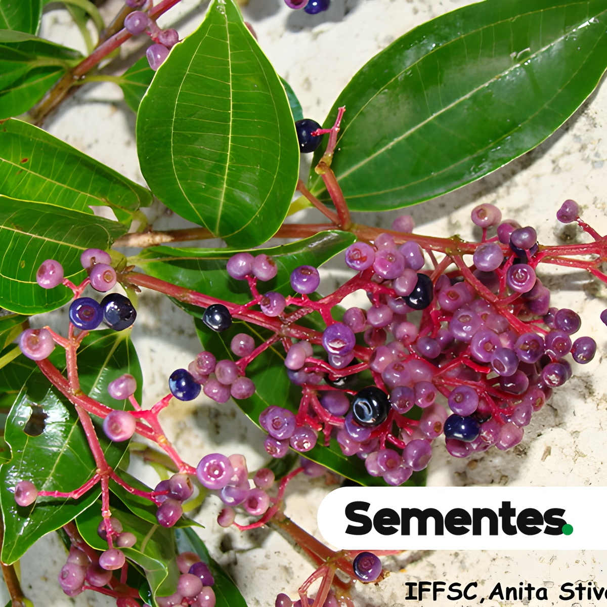 Miconia ligustroides (DC.) Naudin
