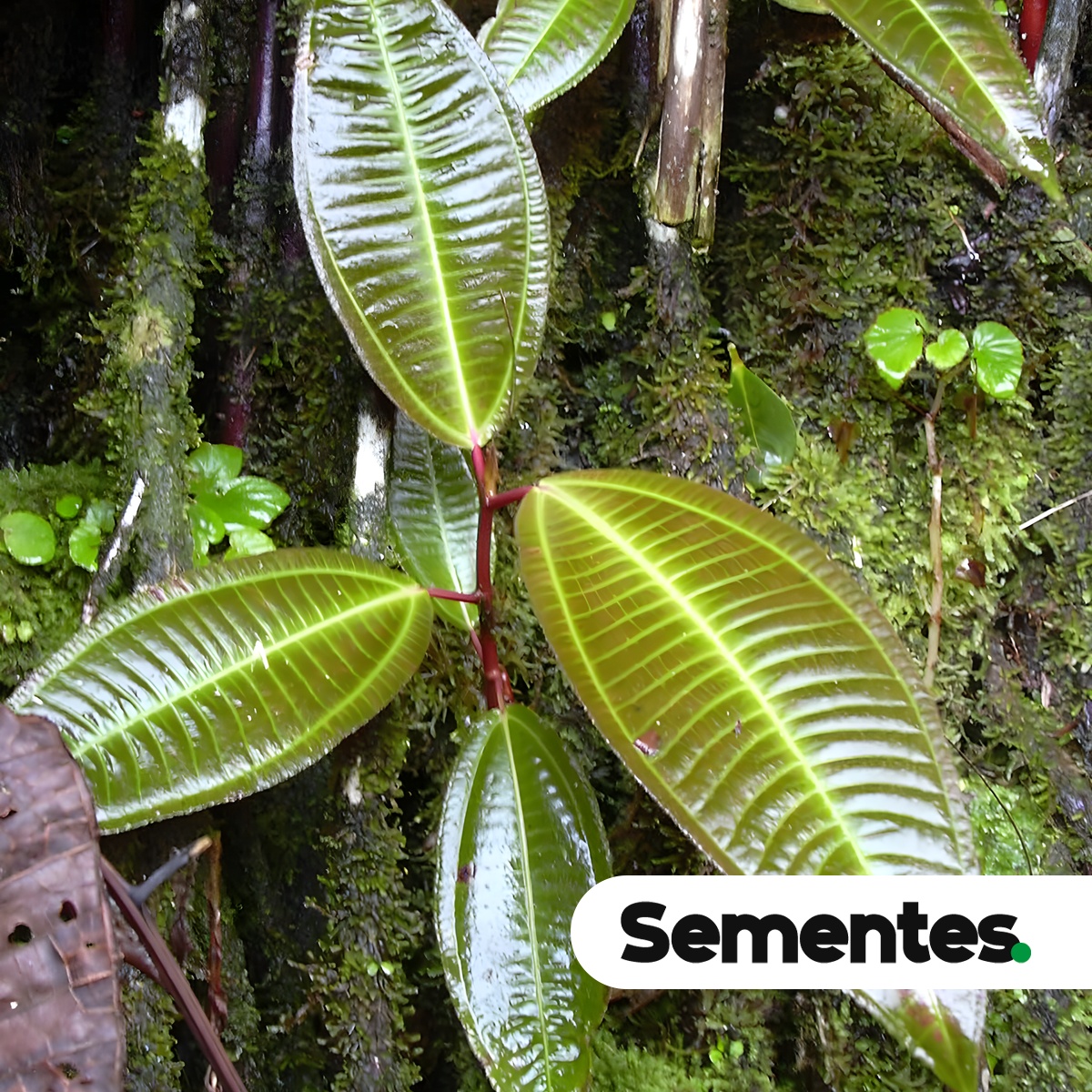 Miconia ligustroides (DC.) Naudin 2
