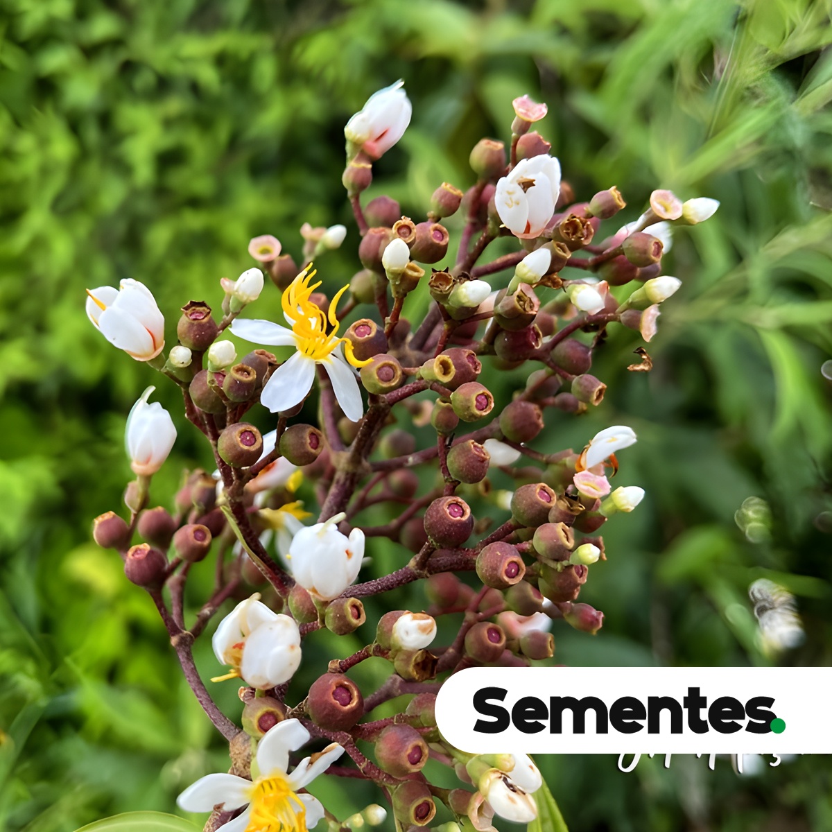 Miconia ligustroides (DC.) Naudin 3