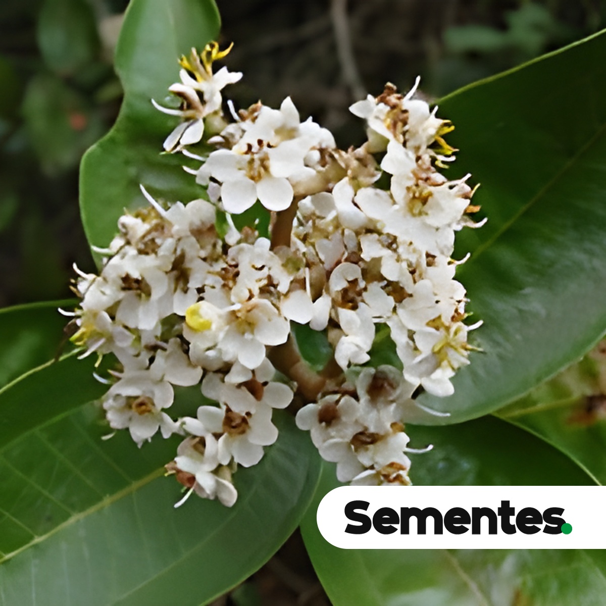 Miconia ligustroides (DC.) Naudin 4
