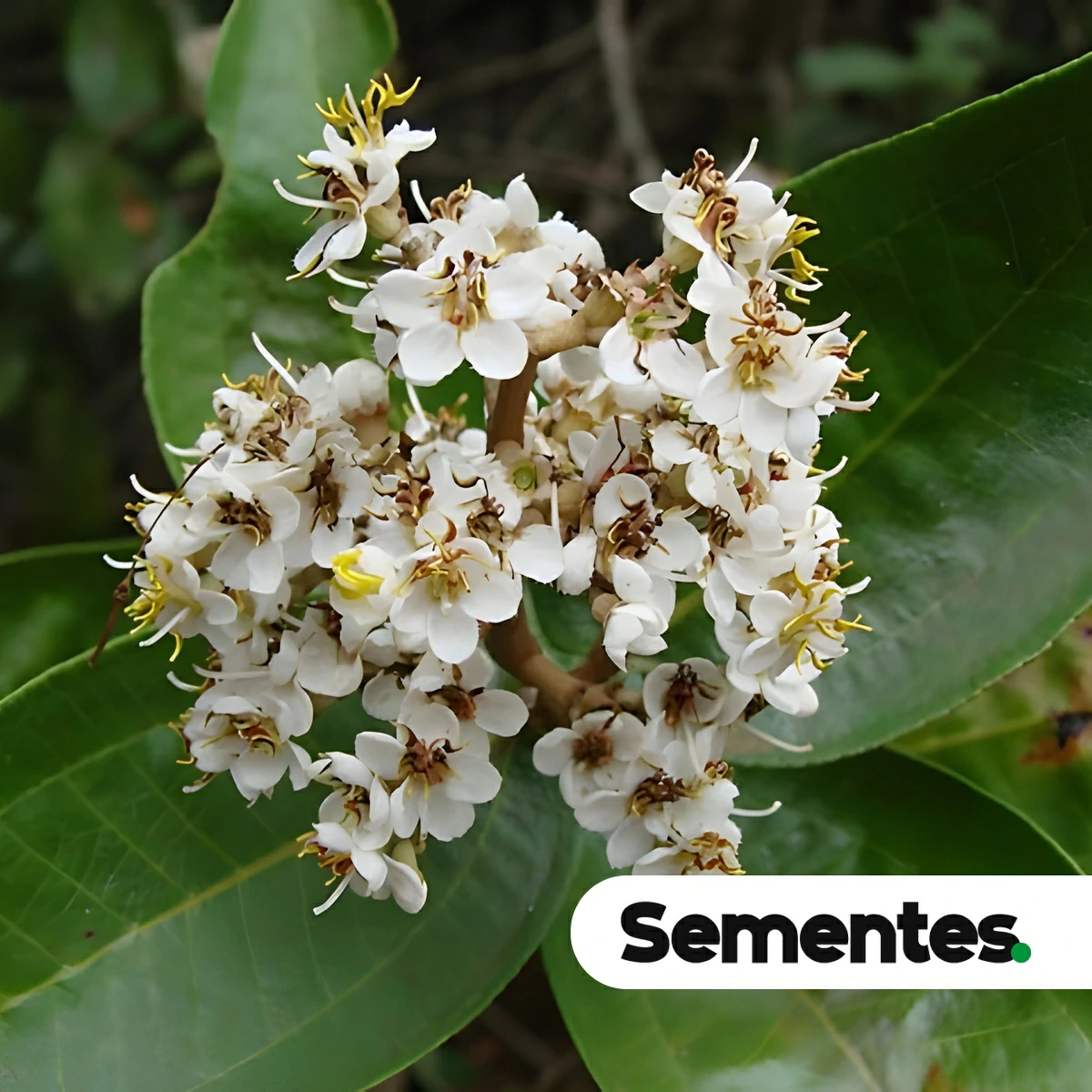 Miconia chamissois Naudin
