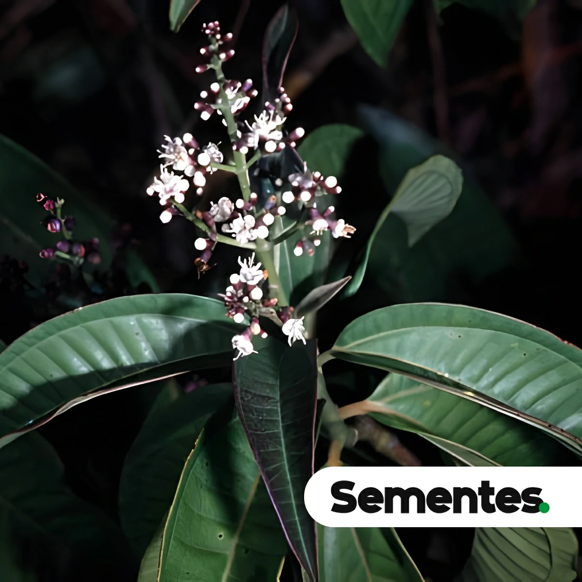 Miconia chamissois Naudin 2