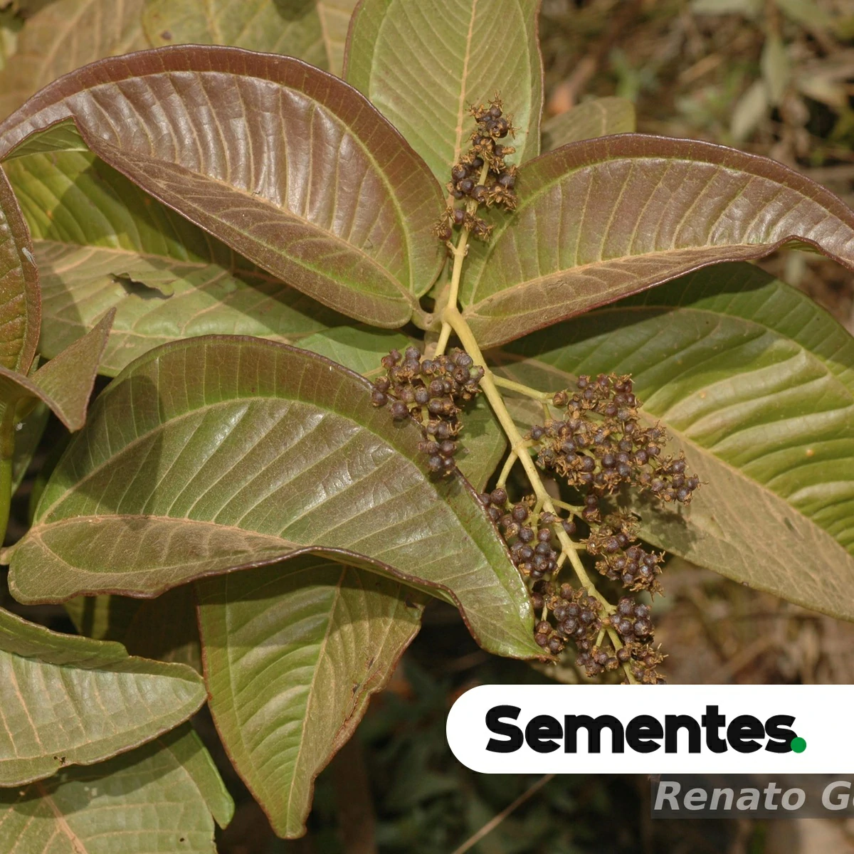 Miconia chamissois Naudin 3