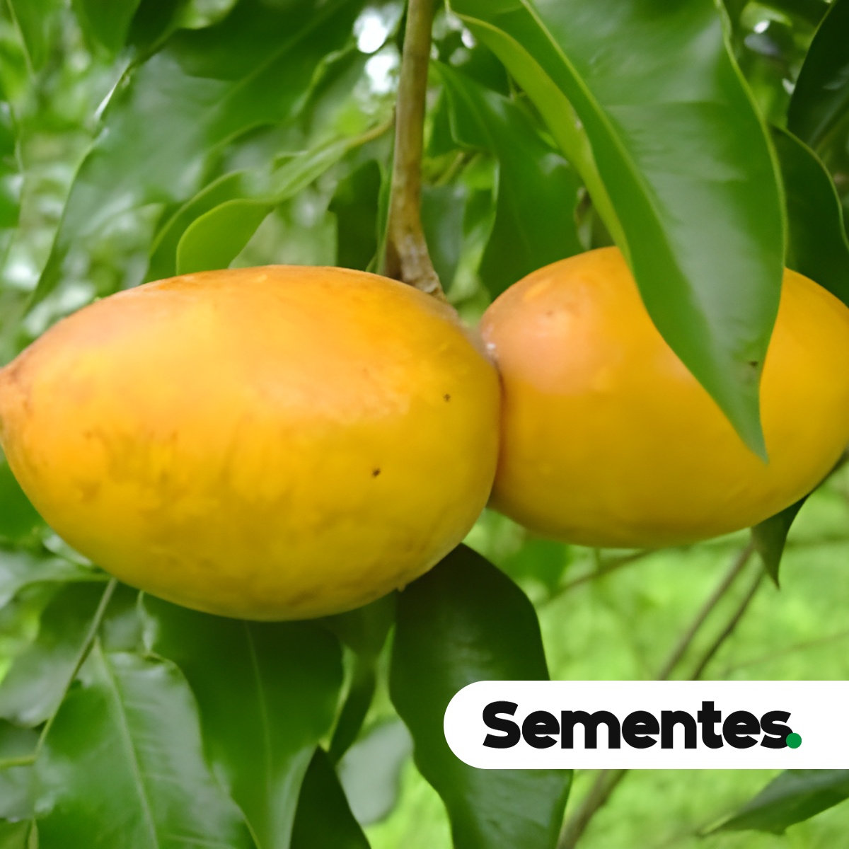 Geissospermum laeve (Vell.) Miers