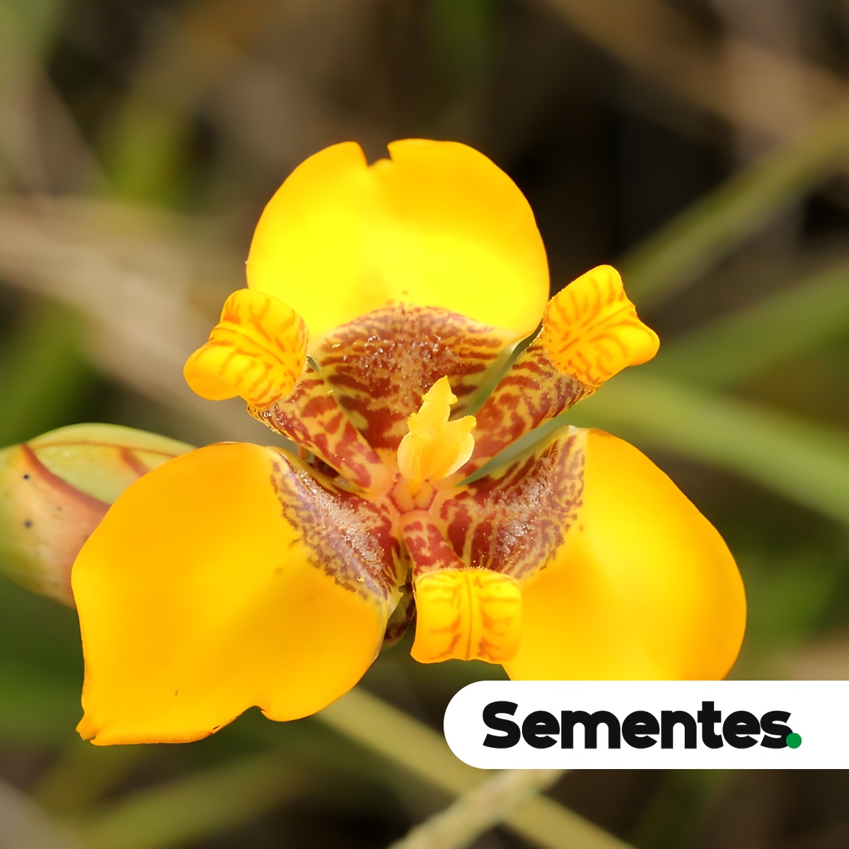 Pseudotrimezia juncifolia (Klatt) Lovo & A.Gil