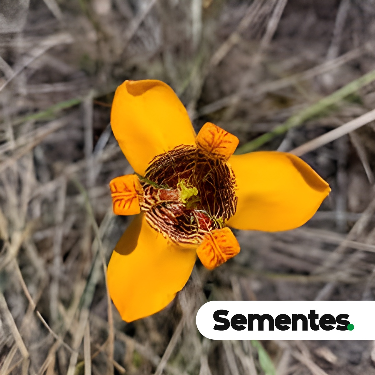 Pseudotrimezia juncifolia (Klatt) Lovo & A.Gil 2
