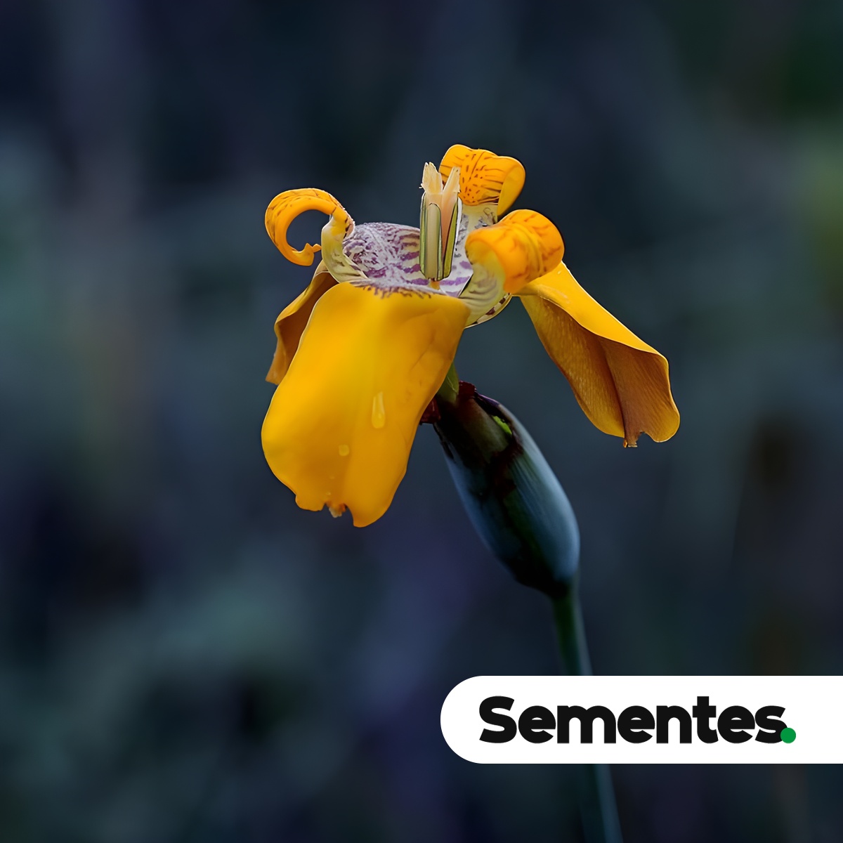 Pseudotrimezia juncifolia (Klatt) Lovo & A.Gil 3