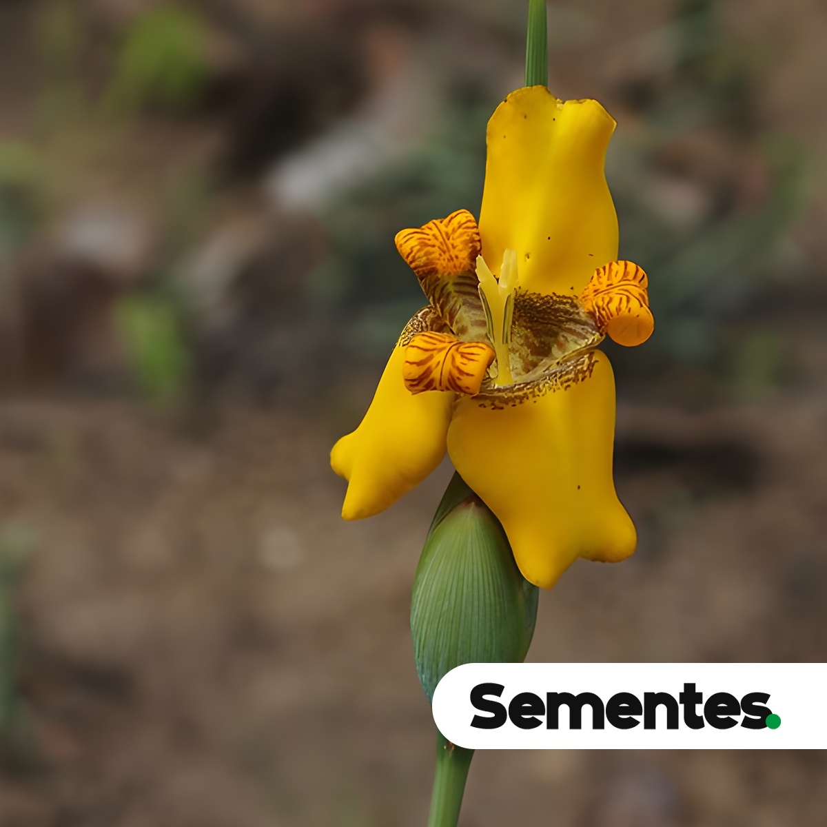 Pseudotrimezia juncifolia (Klatt) Lovo & A.Gil 4