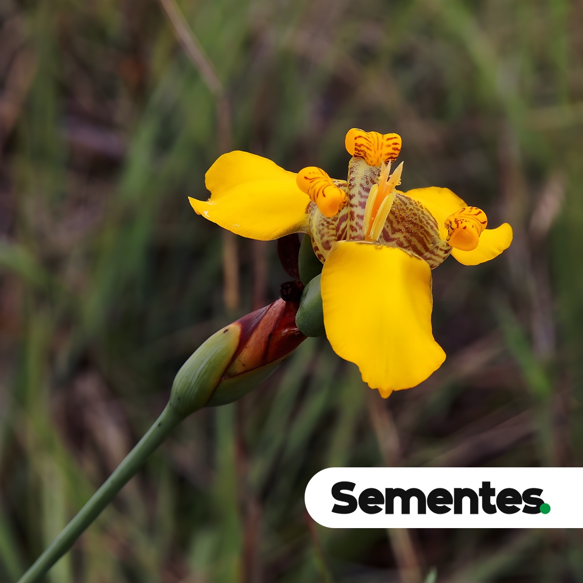 Pseudotrimezia juncifolia (Klatt) Lovo & A.Gil 5