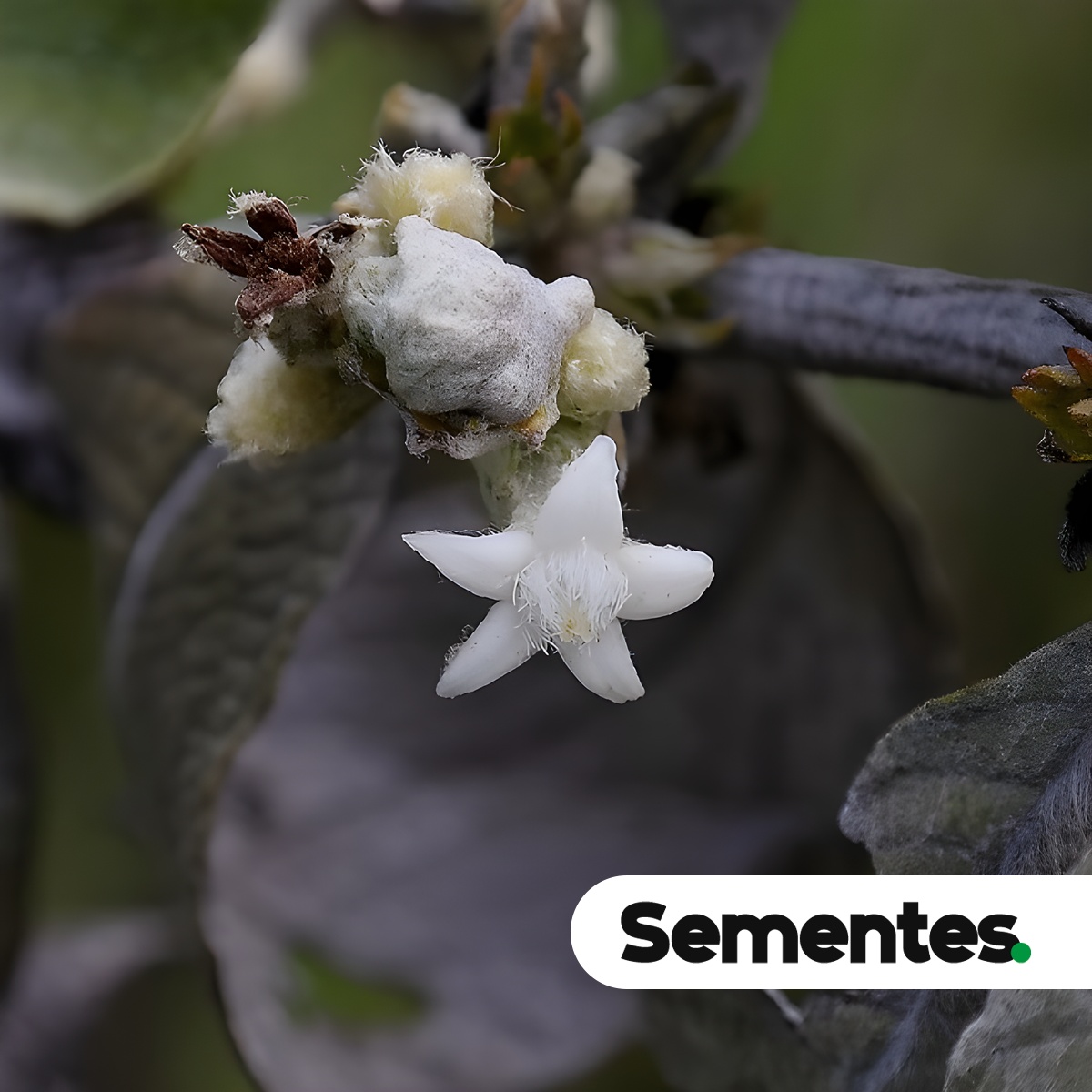 Sabicea brasiliensis Wernham