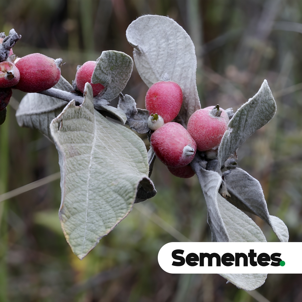 Sabicea brasiliensis Wernham 2