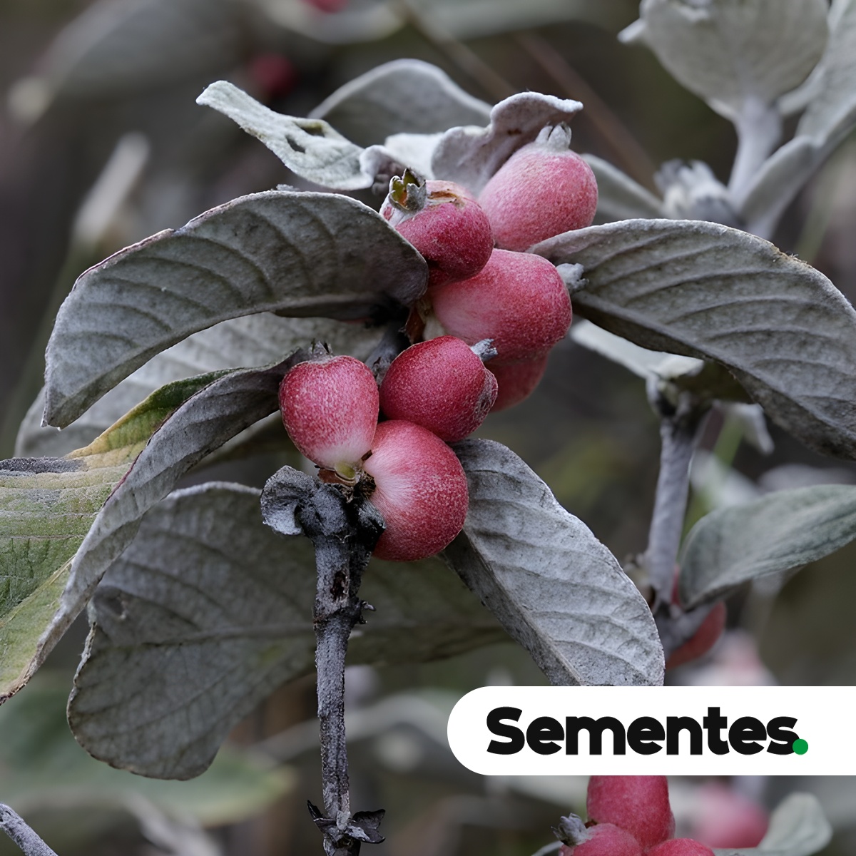 Sabicea brasiliensis Wernham 3