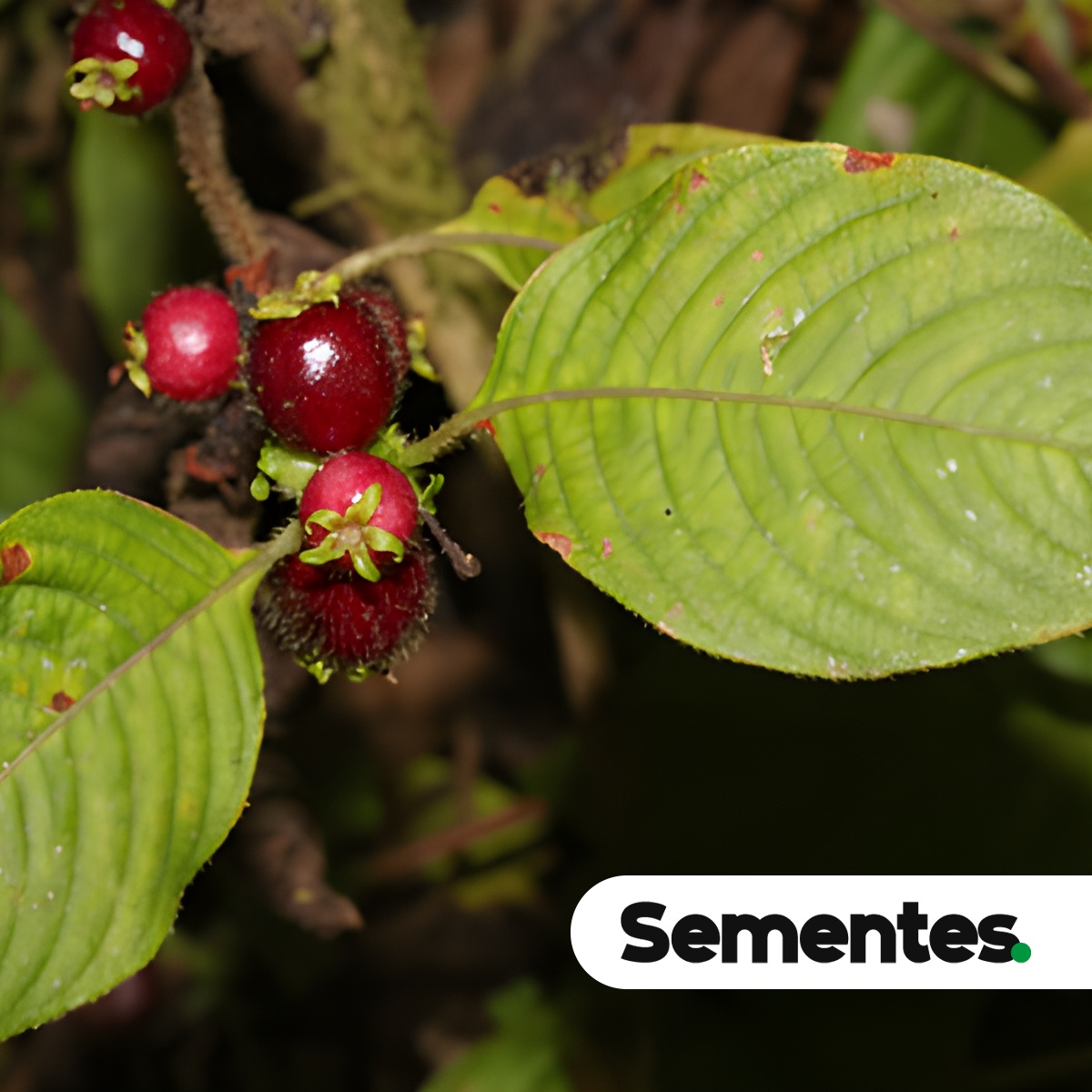 Sabicea brasiliensis Wernham 4