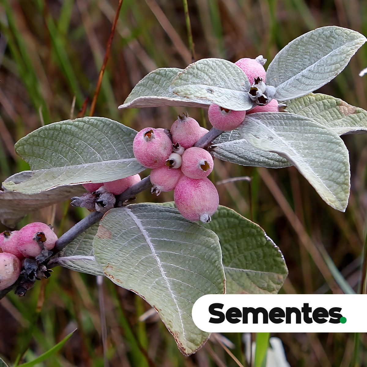 Sabicea brasiliensis Wernham 5