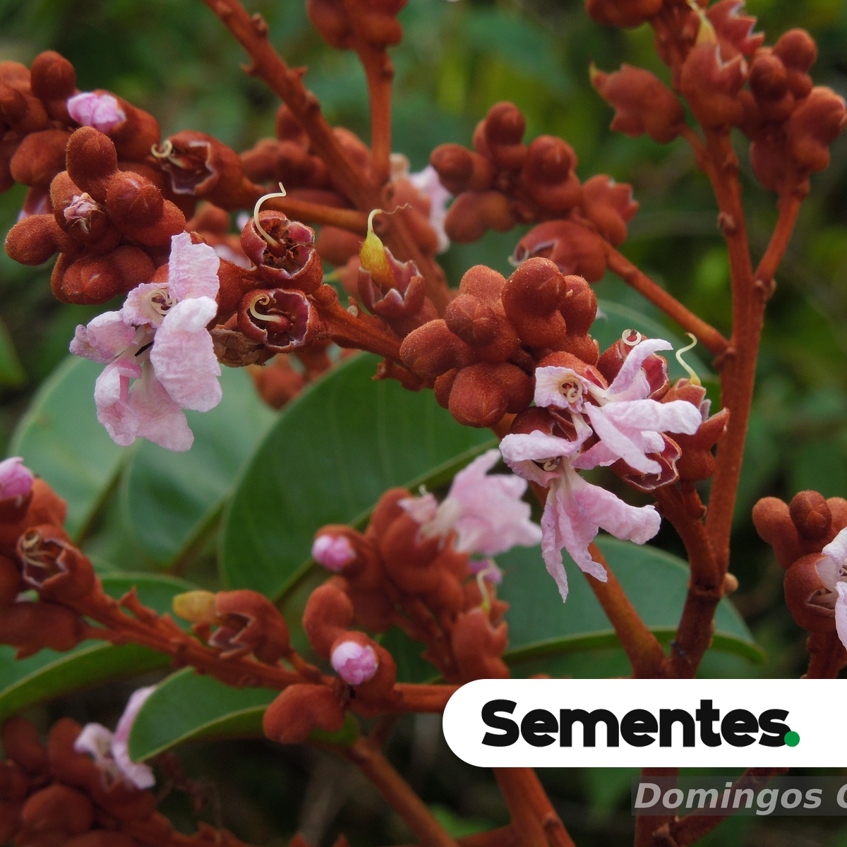 Sementes de sucupira